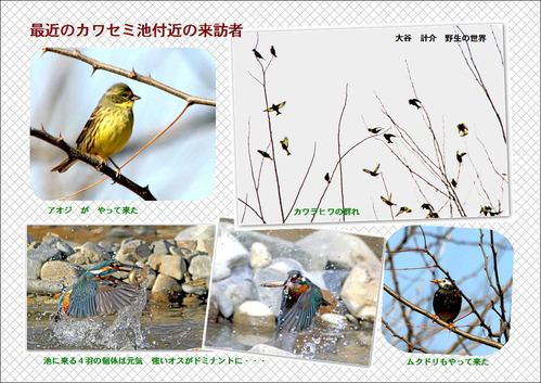 最近のカワセミ池付近の来訪者