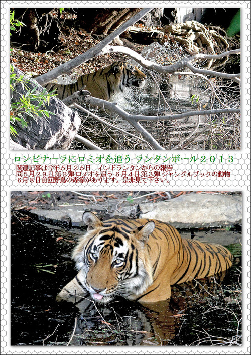 ランタン ロメオを追う