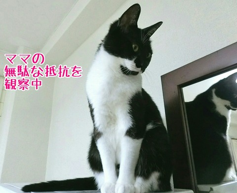 [画像:1056b059-s.jpg]