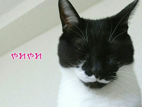 [画像:1a52ee31-s.jpg]