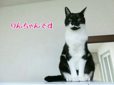 [画像:47aa1551-s.jpg]