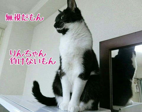 [画像:5802d248-s.jpg]