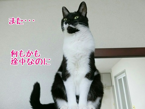 [画像:ae426b52-s.jpg]