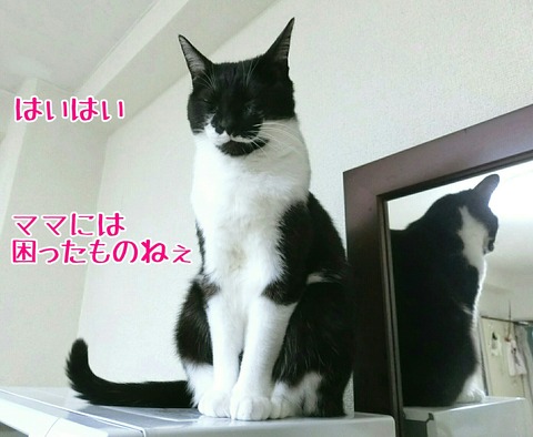 [画像:dfc5cc32-s.jpg]