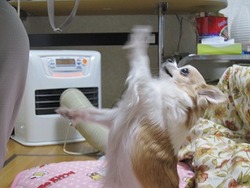 ���礳