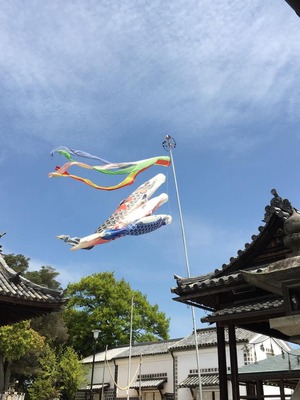 鯉のぼり
