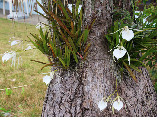 ブラッサボラ・ノドサ(Brassavola nodosa)の株