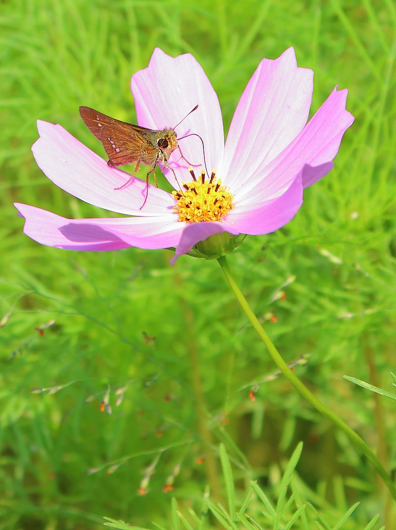 Cosmos_Kinchakuda_3