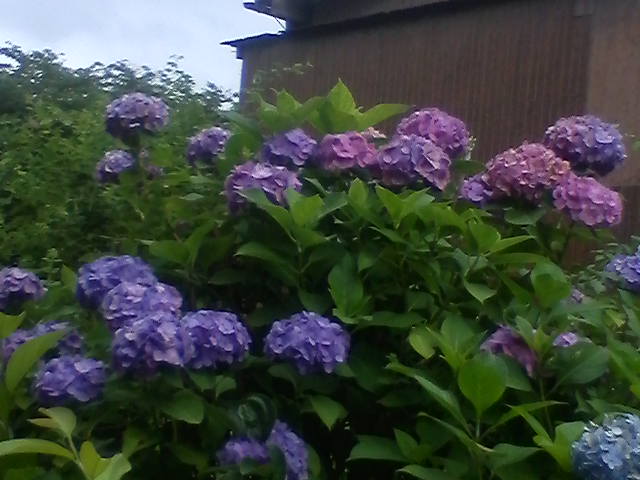 紫陽花03
