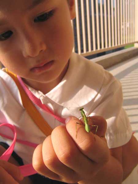 praying mantis