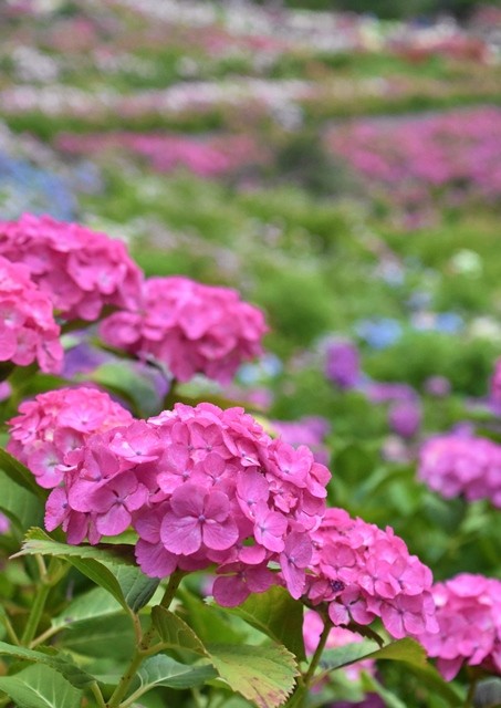 DSC_8112 (2).jpgxx