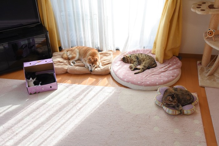 DSC_4286 (2)