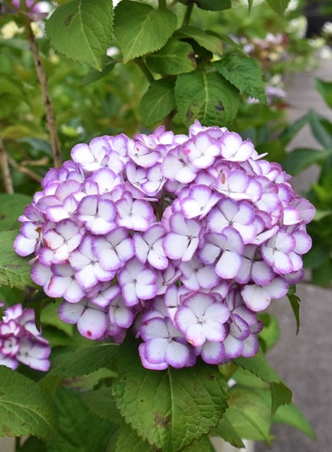 DSC_8268 (2).jpgxx