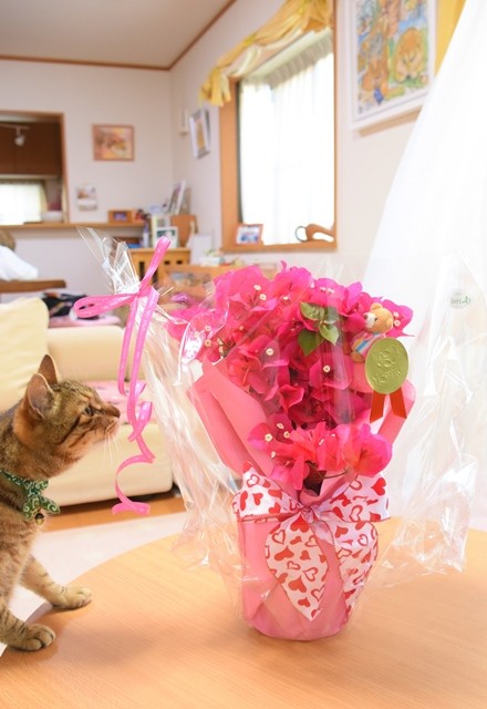 DSC_9477 (2)