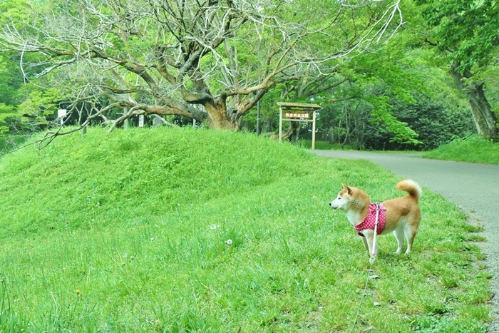 DSC_9419 (2)