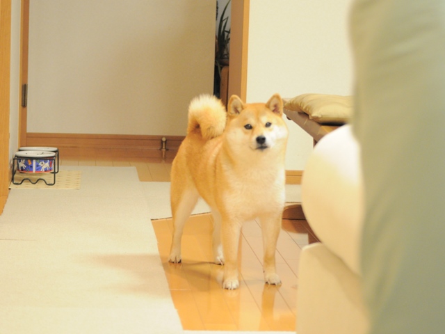 5d434155.jpg