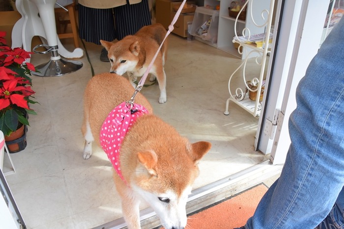 DSC_8195 (2)