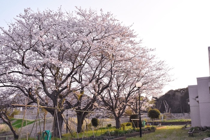 DSC_6595 (2)