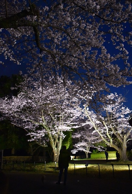 DSC_6244 (2)