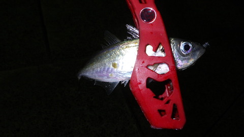 RIMG0738