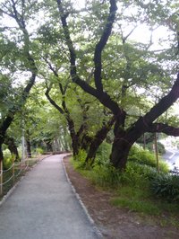 �����̤�褤����ƻ