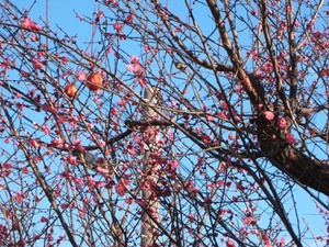 ume