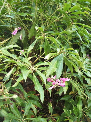 hagi
