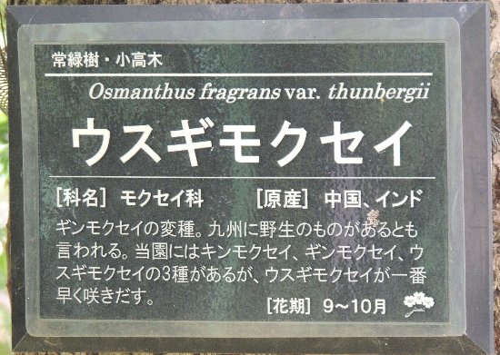 @¥¦¥¹¥®¥â¥¯¥»¥¤-9575