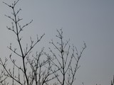 DSCN3868¡¡¥®¥ó¥ä¥ó¥Þ