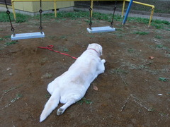 2011年11月3日朝散歩 003