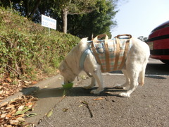 CIMG0268