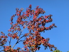CIMG0779