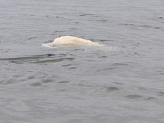 P7210678