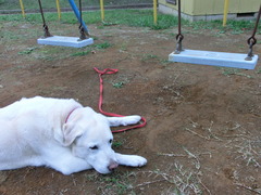 2011年11月3日朝散歩 005