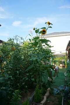 DSC08290