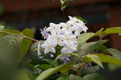 DSC02853