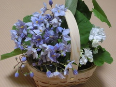 CIMG0560