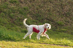 DSC00589