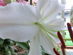 CIMG0899