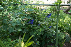 DSC08294
