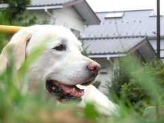 2011年11月3日朝散歩 004