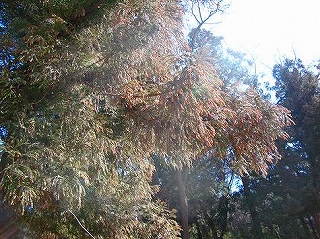 花粉症・アレルギー