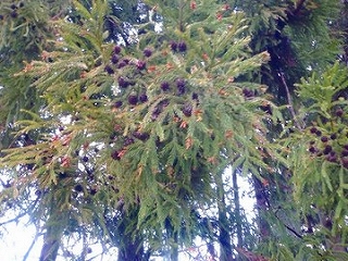 花粉・花粉予報
