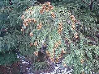 花粉症・睡眠