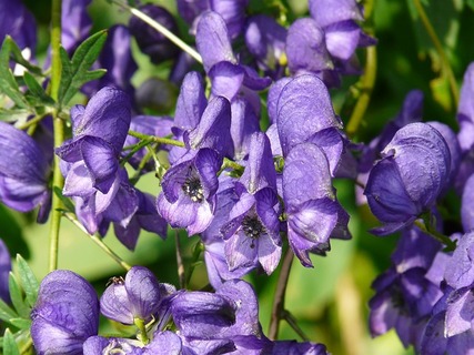 monkshood-8796_640