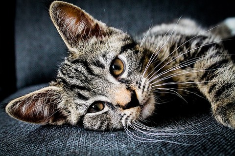 adorable-1853372_640