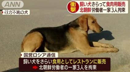 犬をさらって食用肉販売 北朝鮮労働者 (2)