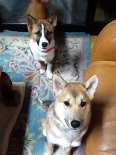 dog3