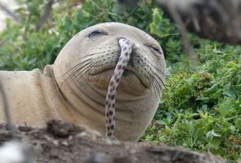 アザラシの鼻にウナギ