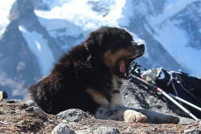 ヒマラヤ 犬